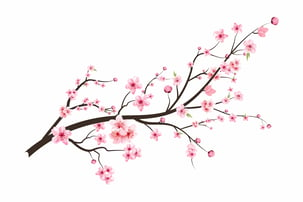 cherry blossom AdobeStock_473141783