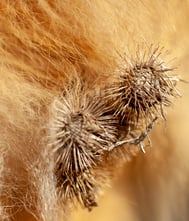 thistles AdobeStock_204616366