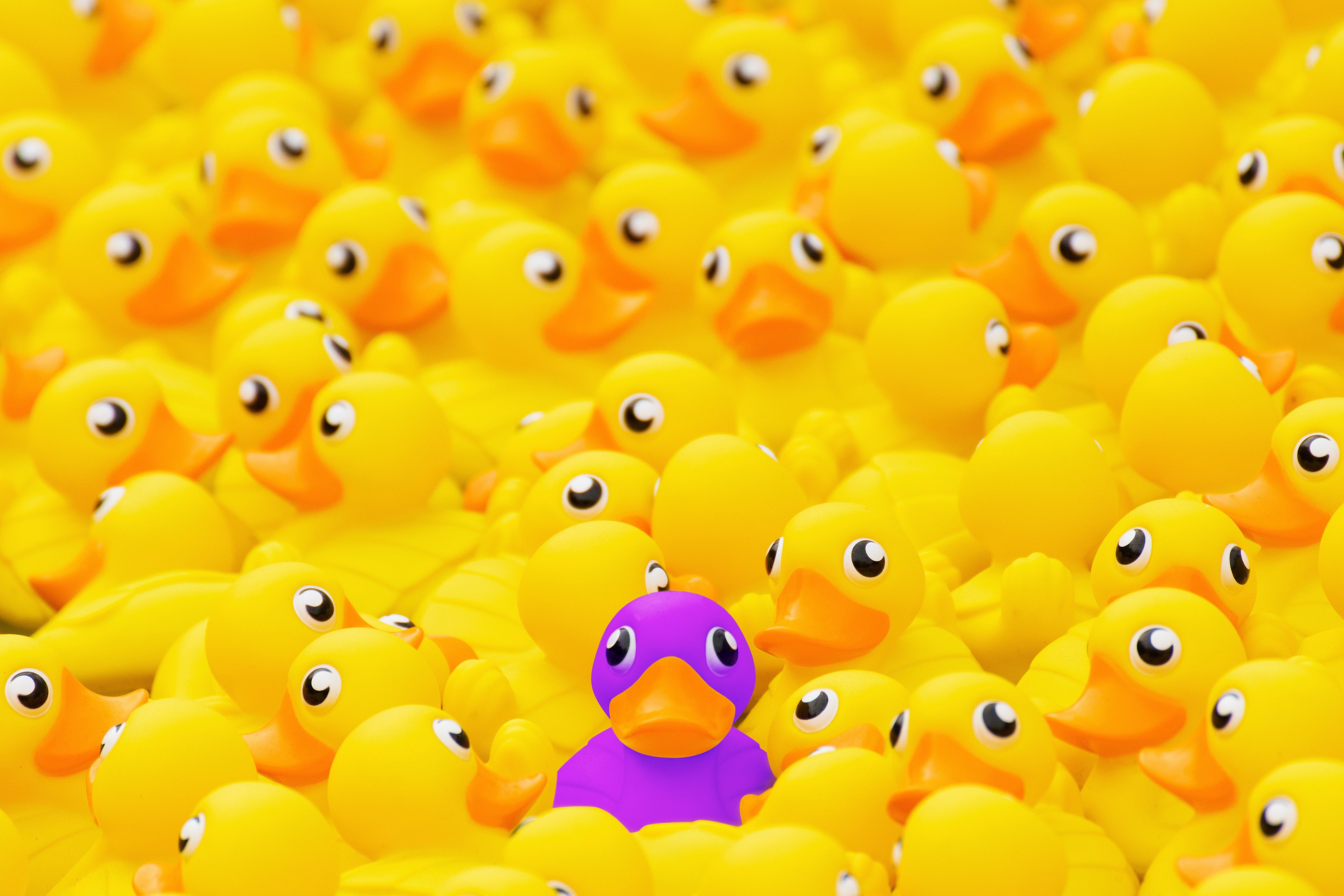 unique, odd duck AdobeStock_252819673